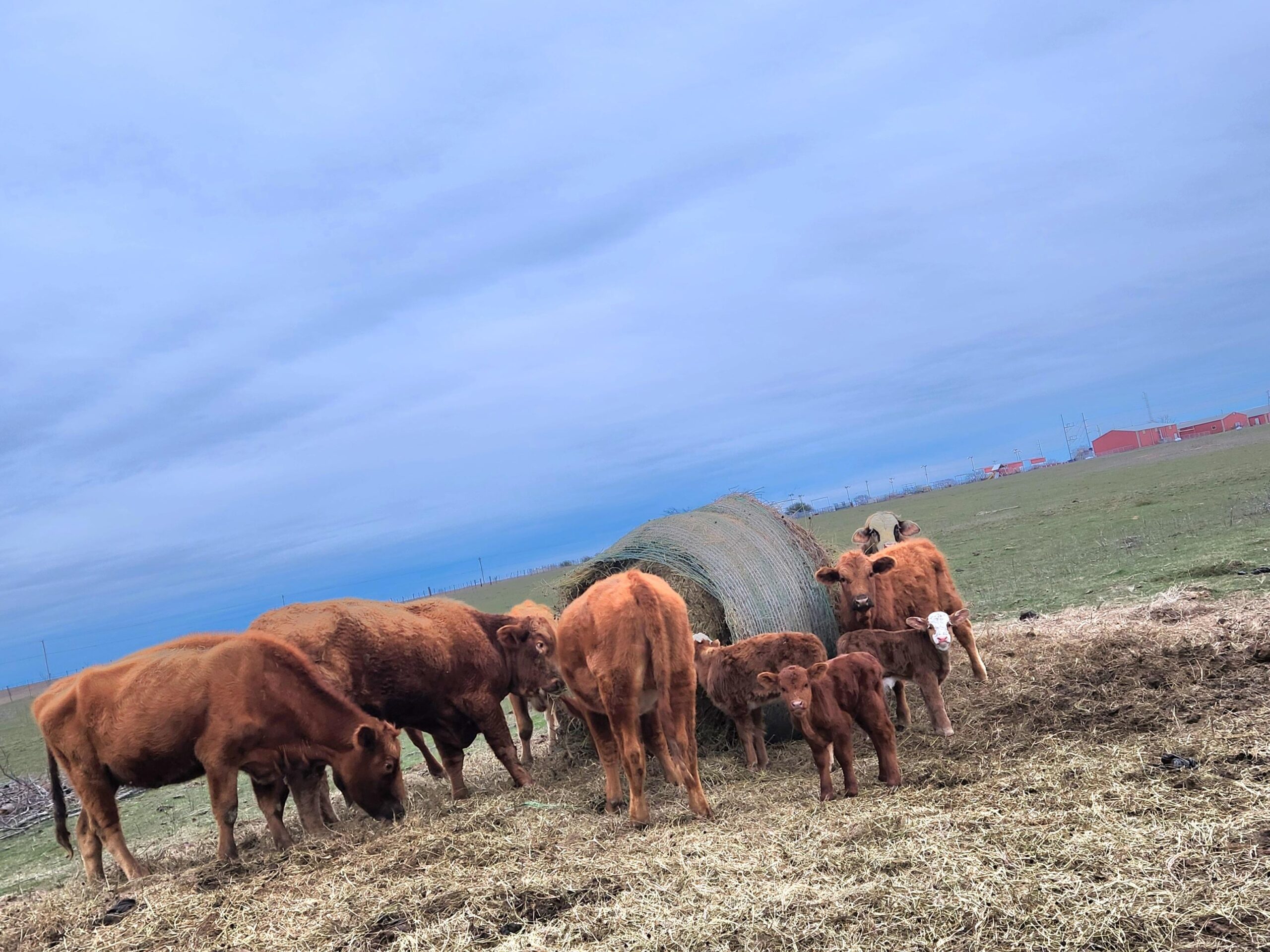 cows